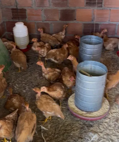 Frango caipira abatido inteiro ou em pedacos