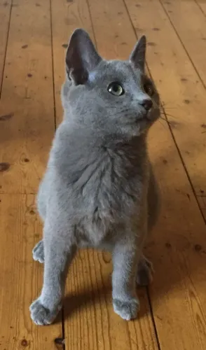  Russian Blue Dócil e espertos 