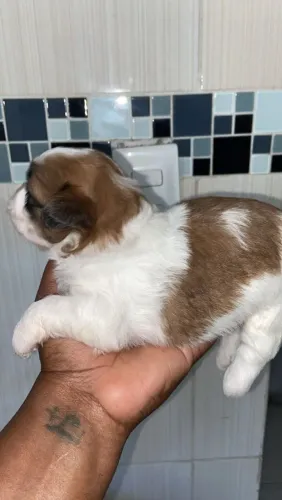 Filhote de Shihtzu 