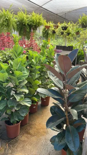 Mudas de Ficus Elástica e Ficus Lyrata 
