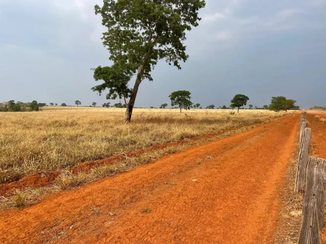 Fazenda de arrendamento 5.000 hec em.pasto, abre até 11. mil hec, da carência 2 anos