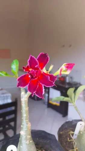 Estou doando mudas de feijão guandu 