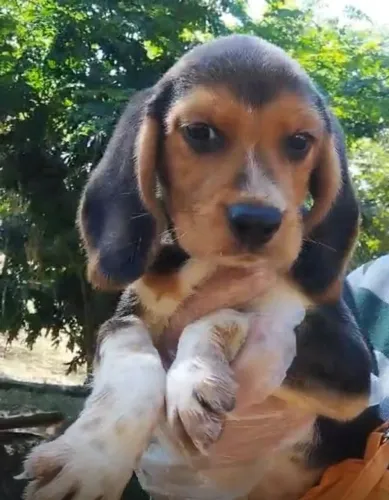 Beagle desenvolvido 