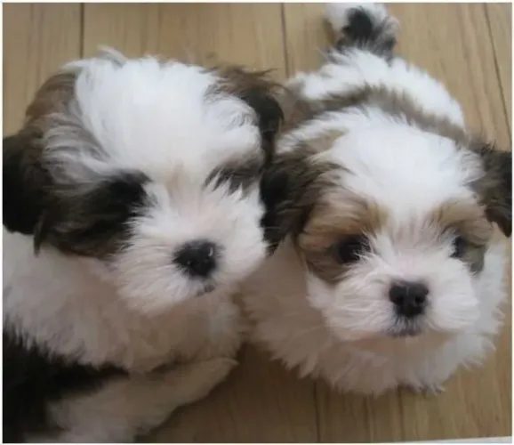 Lhasa Apso Entregamos no conforto do seu lar