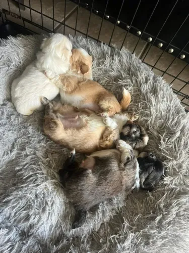 Filhotes de Shih Tzu | Filhotes cheios de alegria!