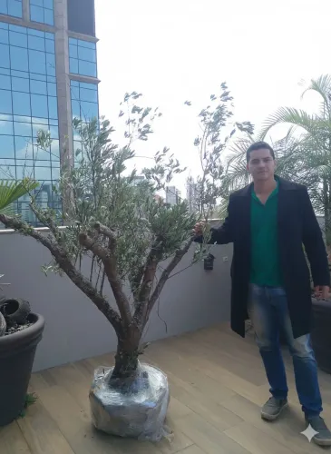 Oliveiras 40 Anos de Idade