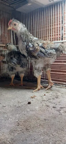 Pintinhos disponível vai fazer um mês