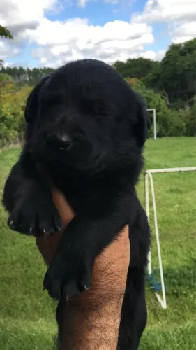 Labrador Fêmea