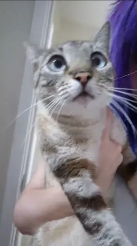 Adoção Gatinha