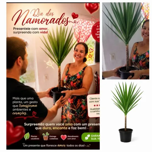 Planta Yucca ? Presente Namorada