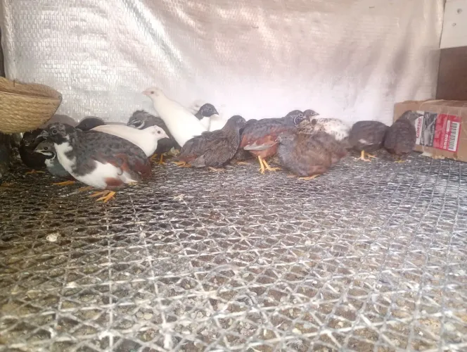Codornas chinezinha
