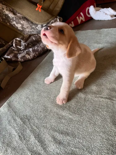  Beagle 
