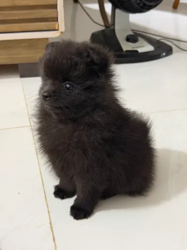 Filhote de Lulu da Pomerania 