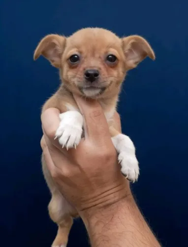 Pinscher Zero Para Companhia