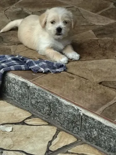 Vendo filhote de Lhasa Apso com PAI DESCONHECIDO 200 reais..