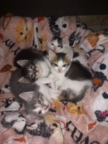 Doa-se Lindas gatinhas zap: *