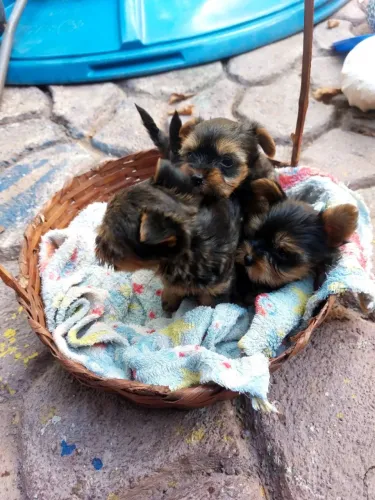 Cachorro york