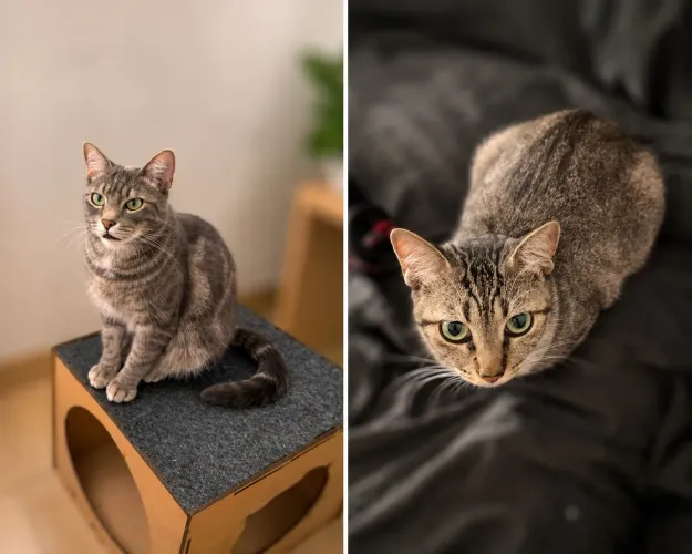 ADOÇÃO DE GATO DUPLA