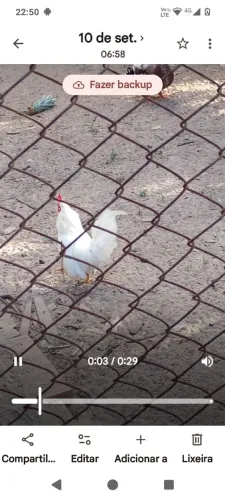 Vendo esse lindo frango Nagazak
