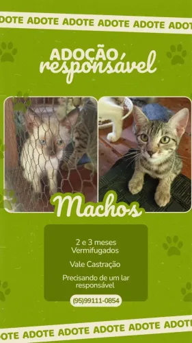 Gatinhos para adoção 