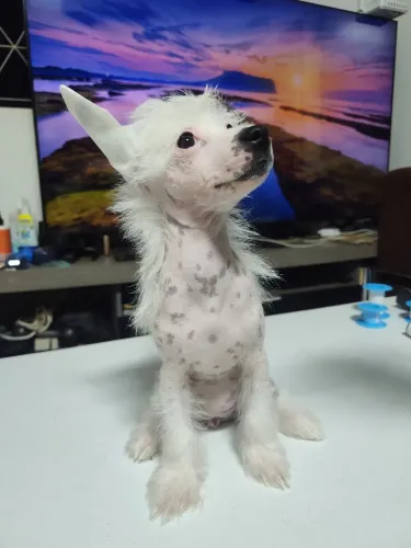 Vendo 4 filhotes de Cão de Crista Chinês - nascidos em 29/03/26 (pedigre)e