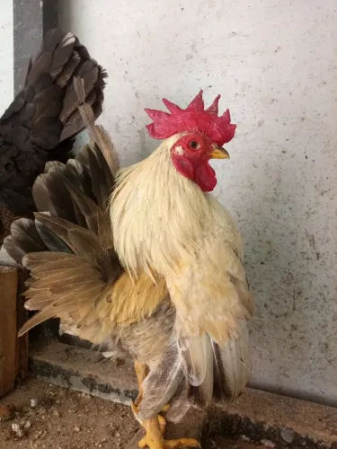 Garnize serama