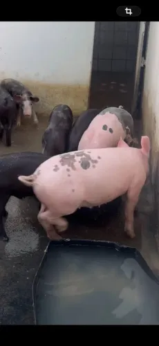 Vendas de suínos ,de boa linhagem ,em Nazaré da mata