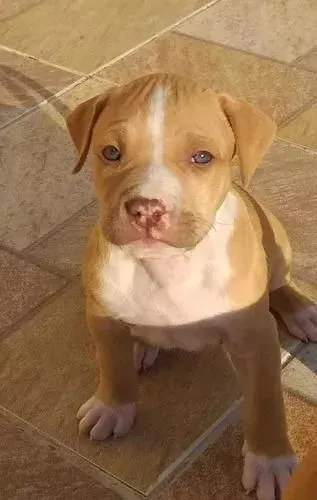 Filhotes de Pitbull o mais talentoso !