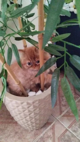 Gatinhos persas laranjas