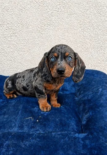 Dachshund kaninchen e mini