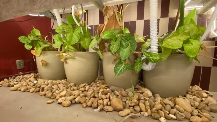Vasos de planta M