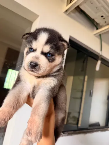 Husky siberiano