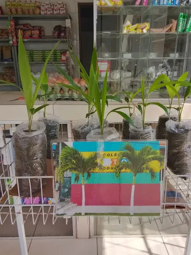 Mudas de Planta - Palmeira Real