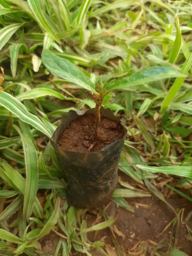 Muda de Jenipapo 