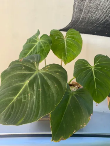 Philodendron Glorioso