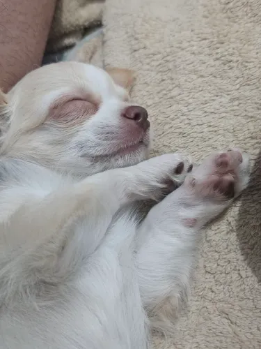 Filhote Chihuahua Macho, 45 dias.