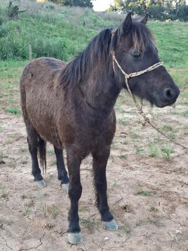 Pônei castrado cm 1,05cm bem manso