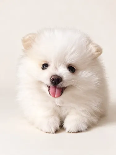 Filhote de Lulu da Pomeranian anãos