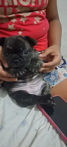 Bulldog francês 