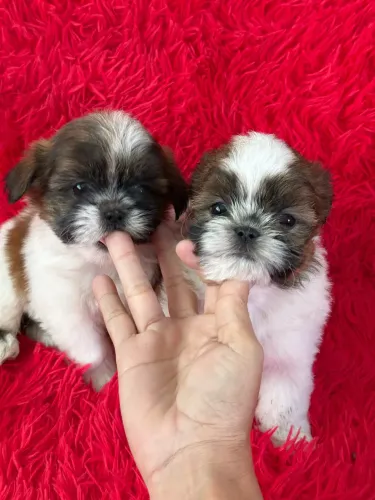Shih Tzu mini Filhotinhos machos vacinados ac cartão 
