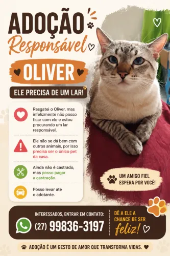 Gato 