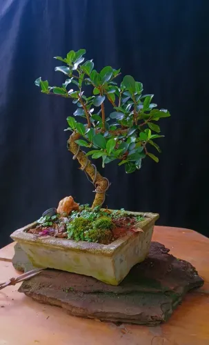 Lindo Bonsai de acerola!