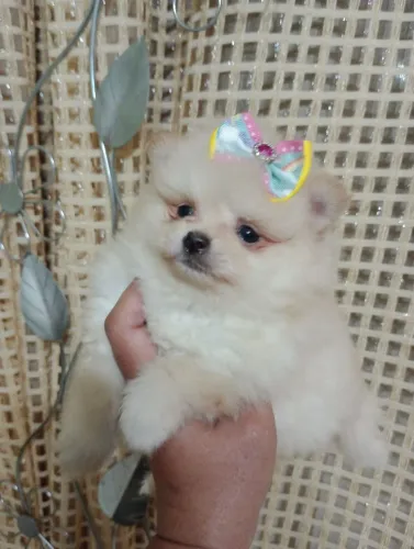 Spitz alemão Anã com pedigree e vacina, entregamos em 10x no cartão.