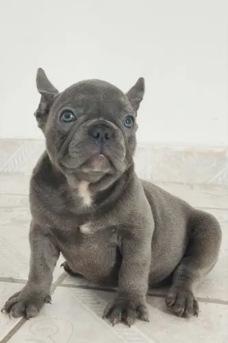 Bulldog Francês exóticos 
