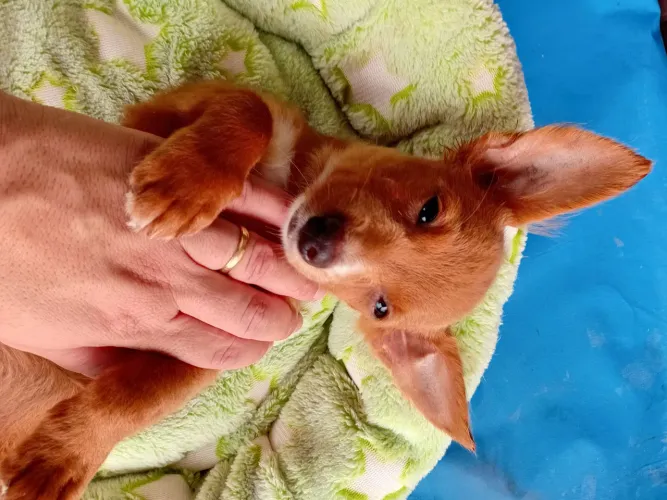 Pinscher fêmea 