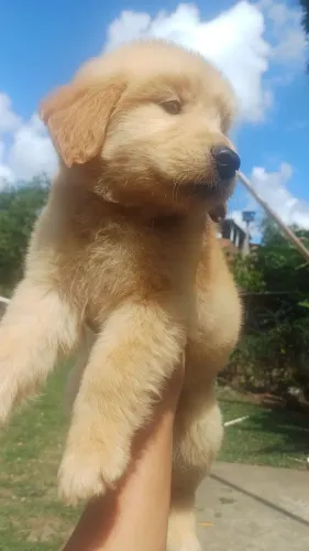 Golden Retriever