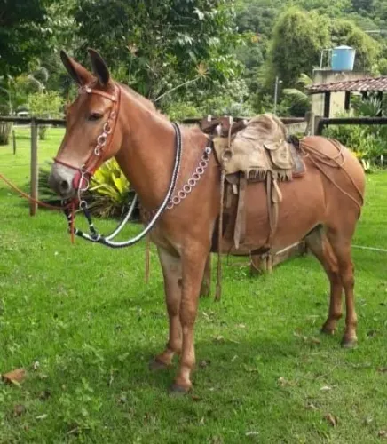 Burro Extra