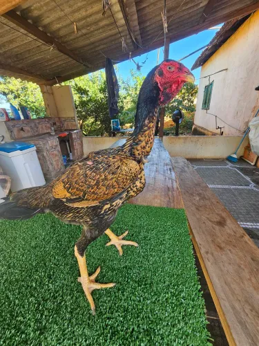 Vendo frangas e frangos indio gigante 