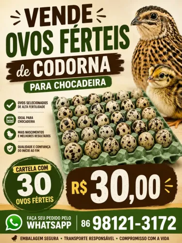Codorna ovos