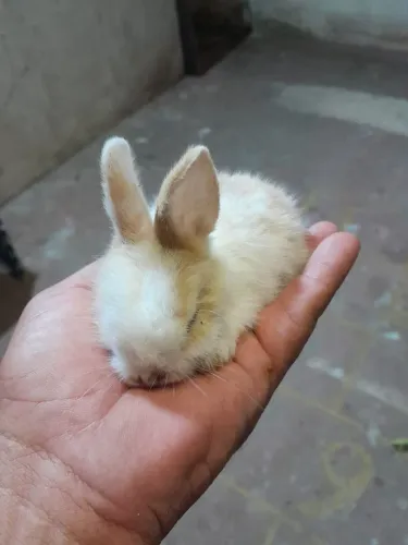 Coelhos filhotes, NÃO É MINI 